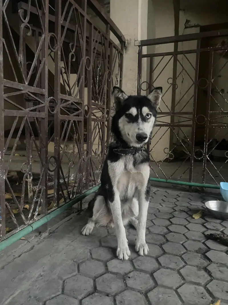 Siberian Husky — photo 2