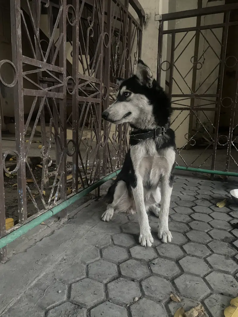 Siberian Husky — photo 3