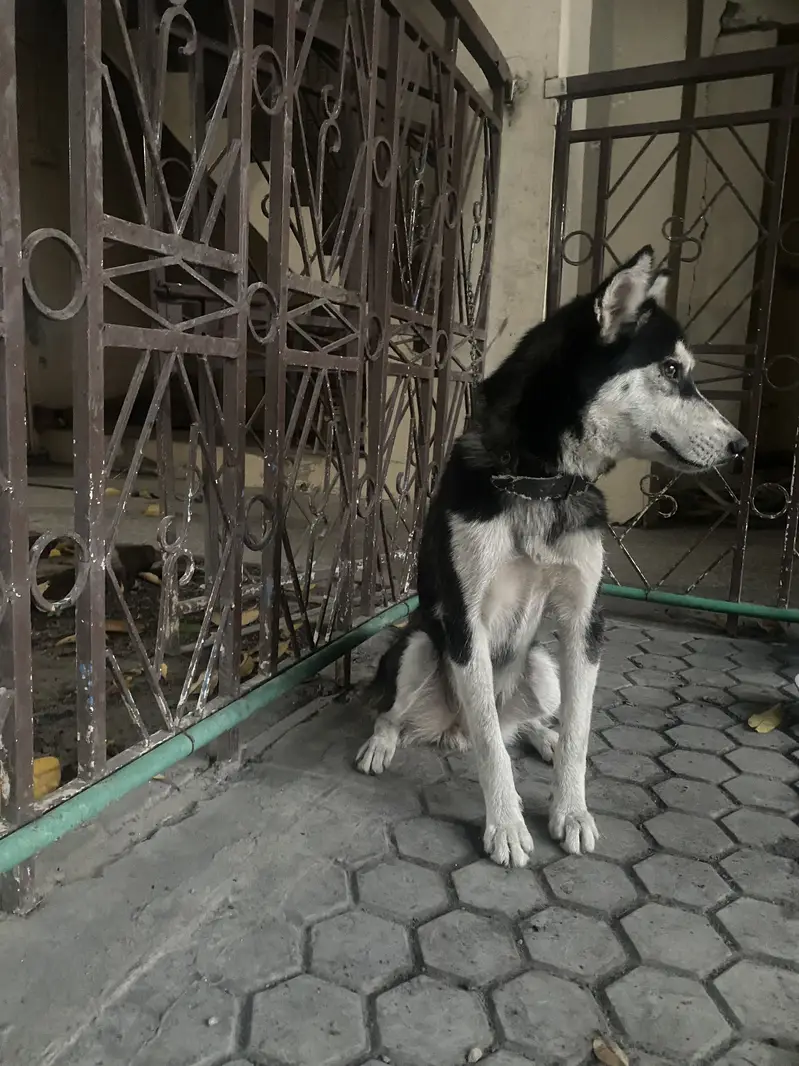 Siberian Husky — photo 4