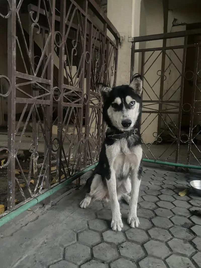 Siberian Husky — photo 5