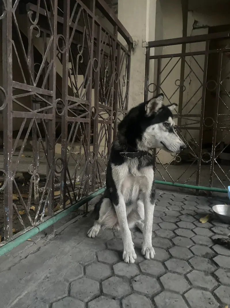Siberian Husky — photo 6