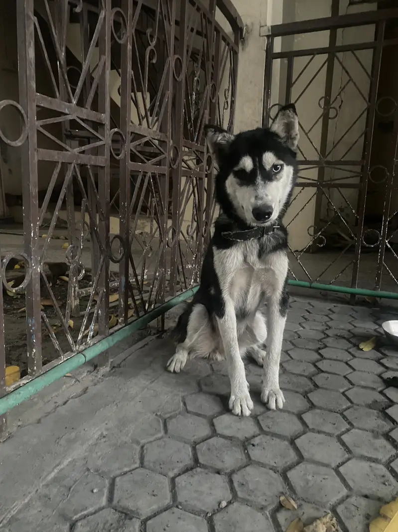 Siberian Husky — photo 7
