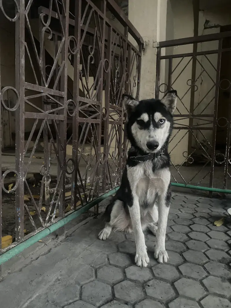 Siberian Husky — photo 8
