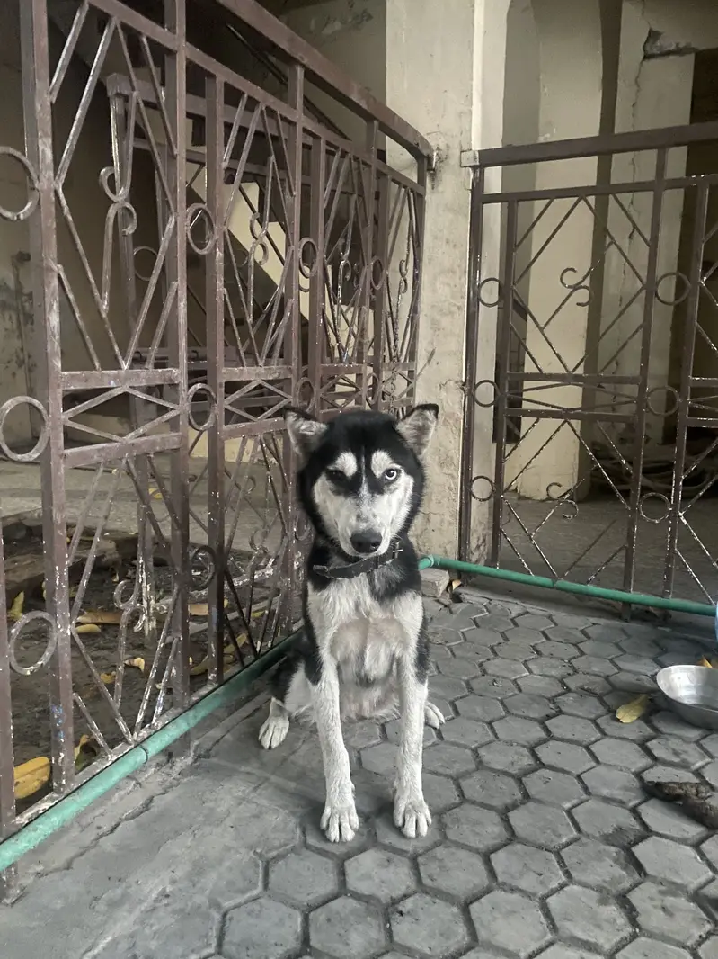Siberian Husky — photo 9