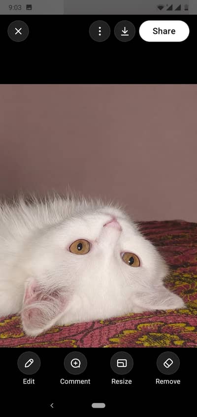 Persian cat baby
