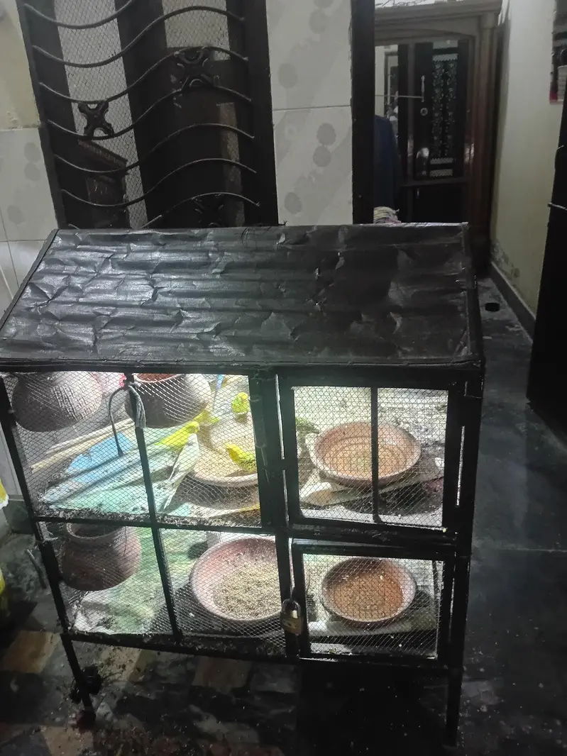 new pinjra hay — photo 2