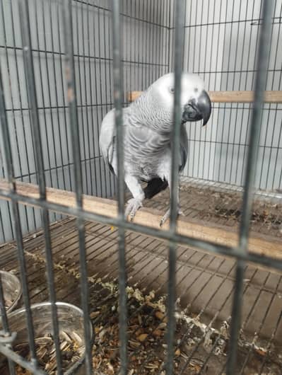 Grey parrot female