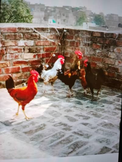 Dasi misri male and female