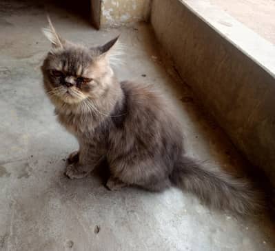 cat for sale