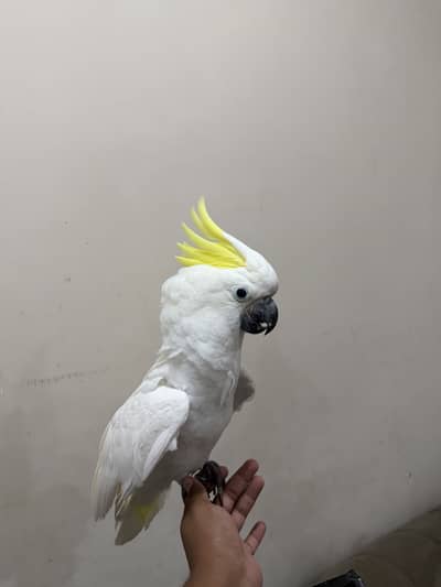 Cockatoo parrot | toota | parrot