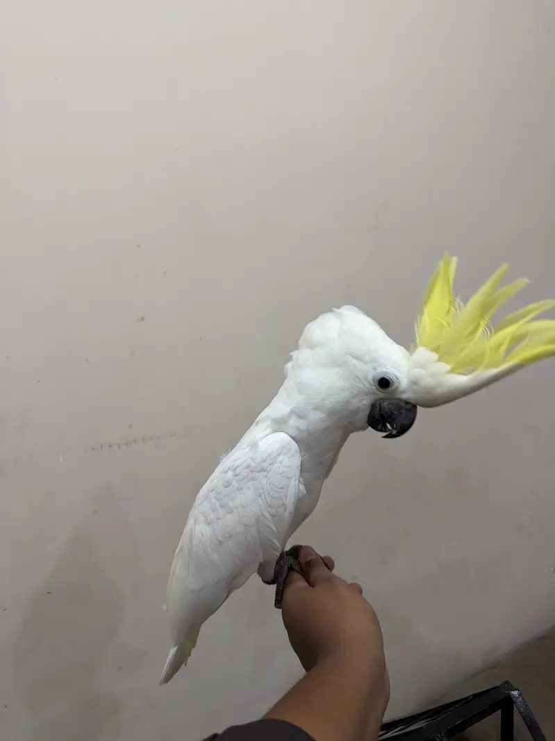 Cockatoo parrot | toota | parrot — photo 2