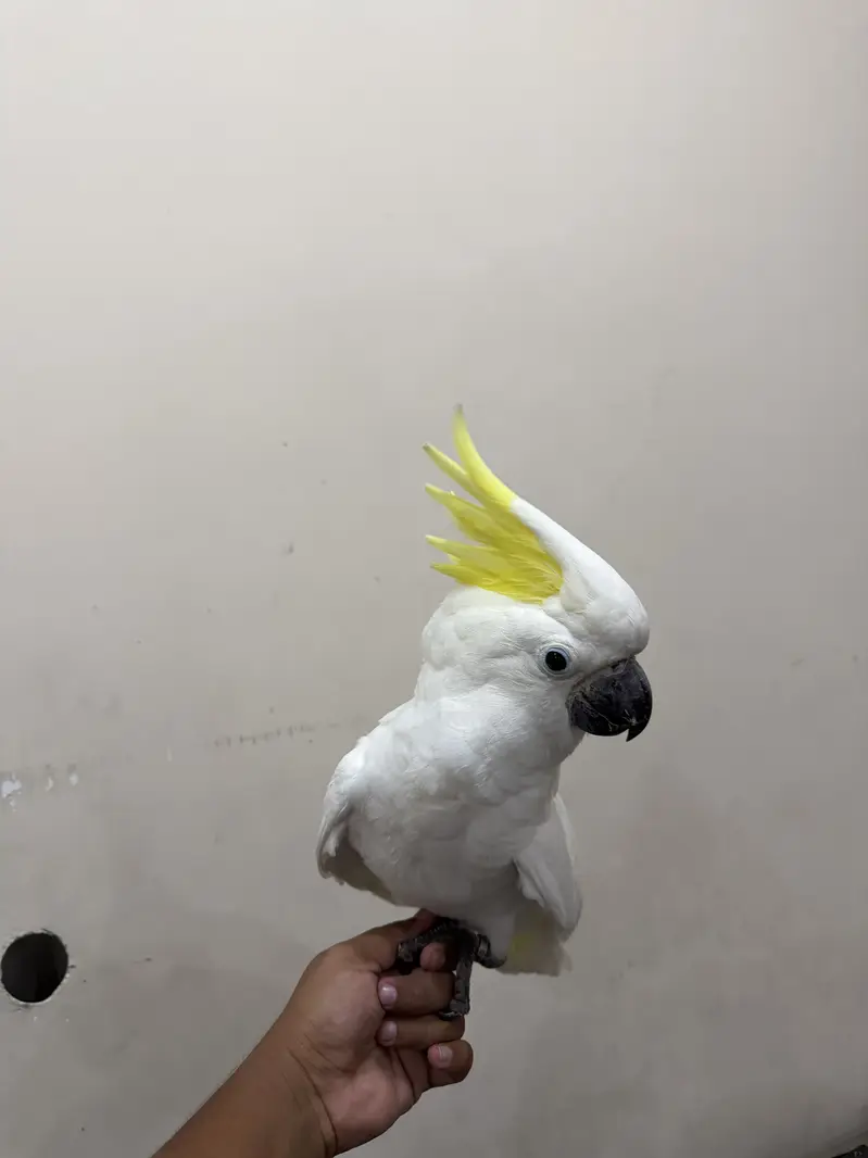 Cockatoo parrot | toota | parrot — photo 3