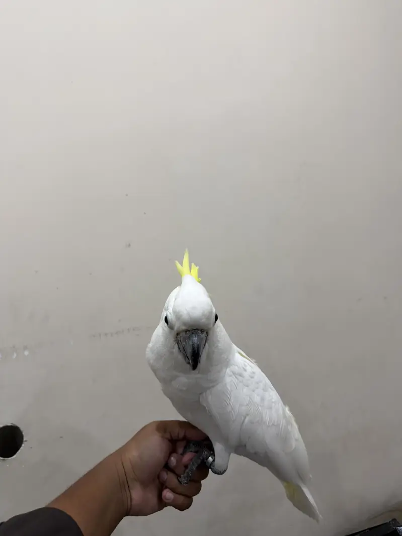 Cockatoo parrot | toota | parrot — photo 4