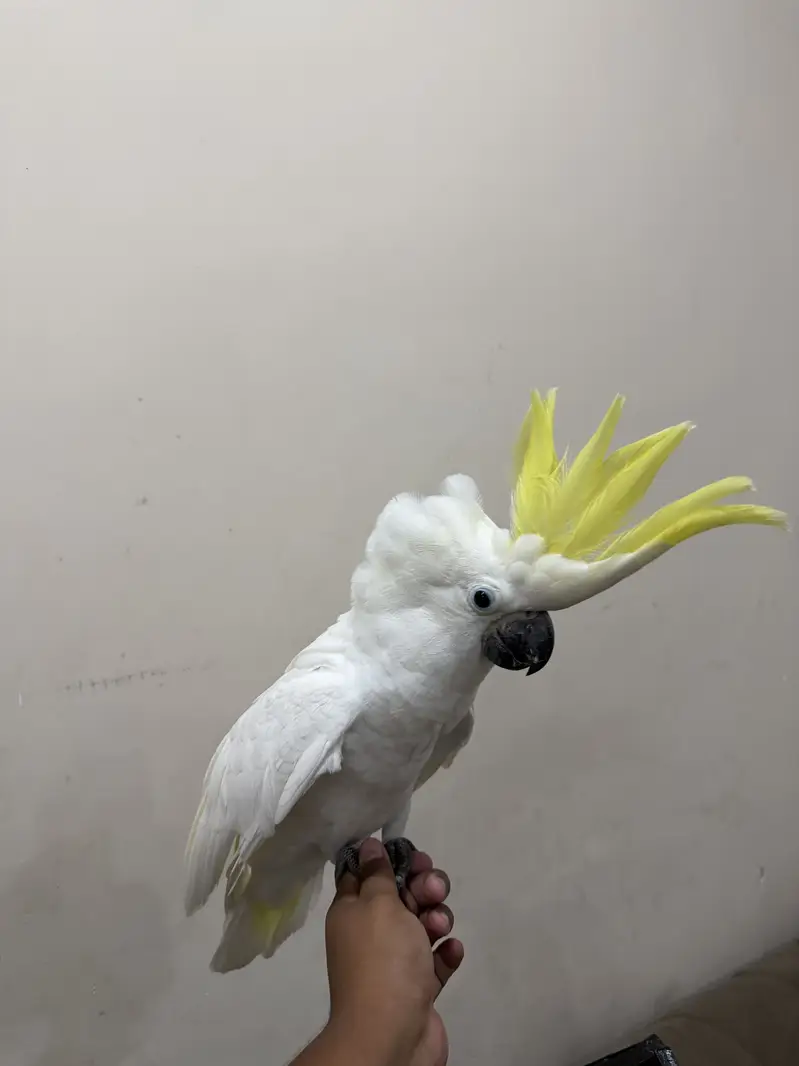 Cockatoo parrot | toota | parrot — photo 5