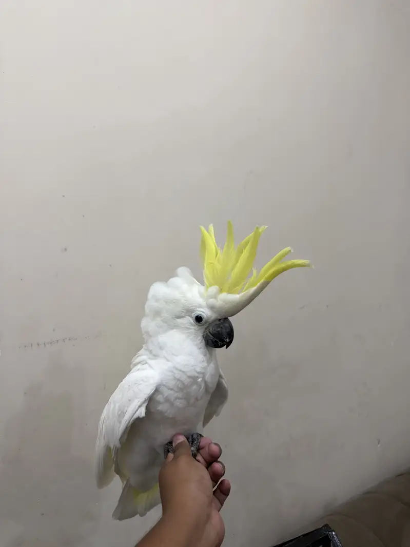 Cockatoo parrot | toota | parrot — photo 6