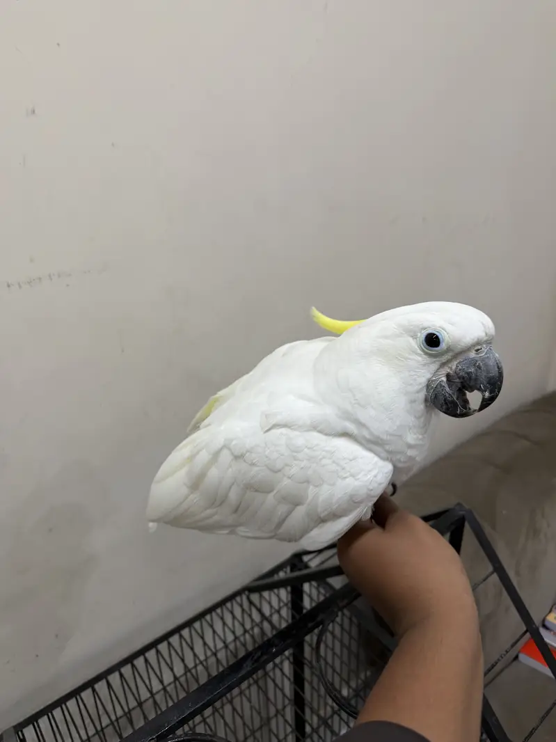 Cockatoo parrot | toota | parrot — photo 7