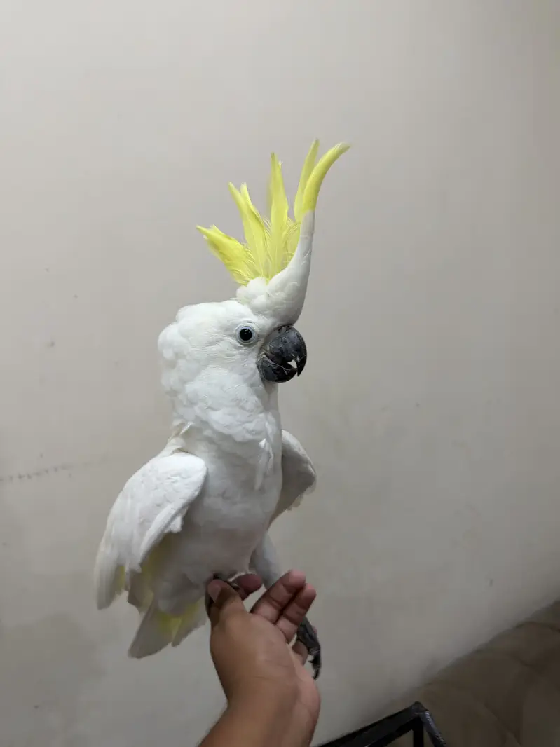 Cockatoo parrot | toota | parrot — photo 8