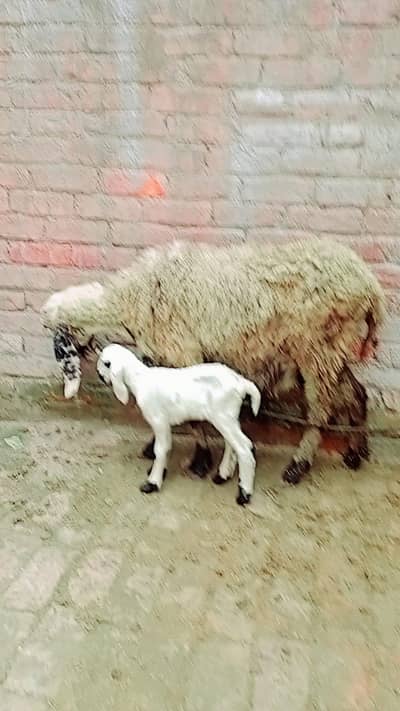 female sheep and baby sheep