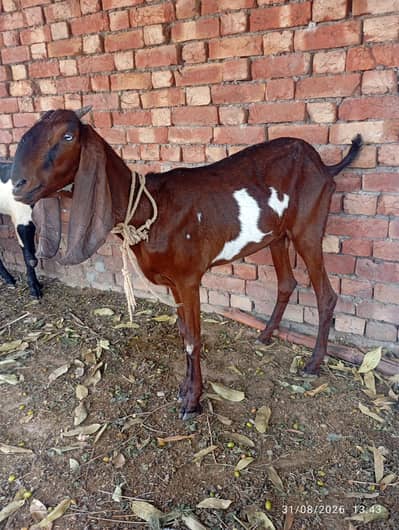 nagra bakri 32.33 hight