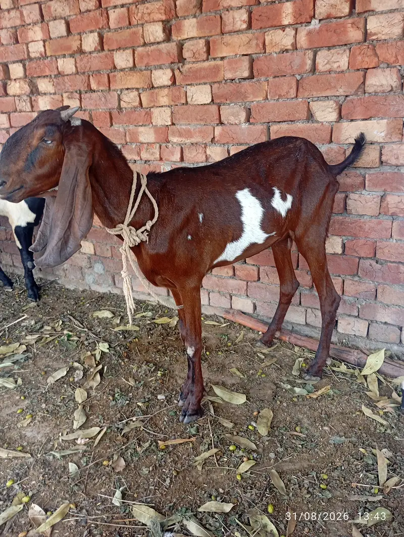 nagra bakri 32.33 hight — photo 2