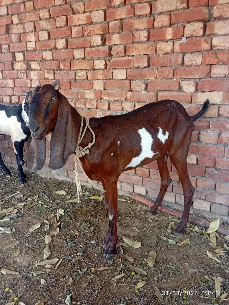 nagra bakri 32.33 hight — photo 3