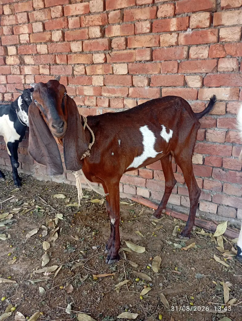 nagra bakri 32.33 hight — photo 4