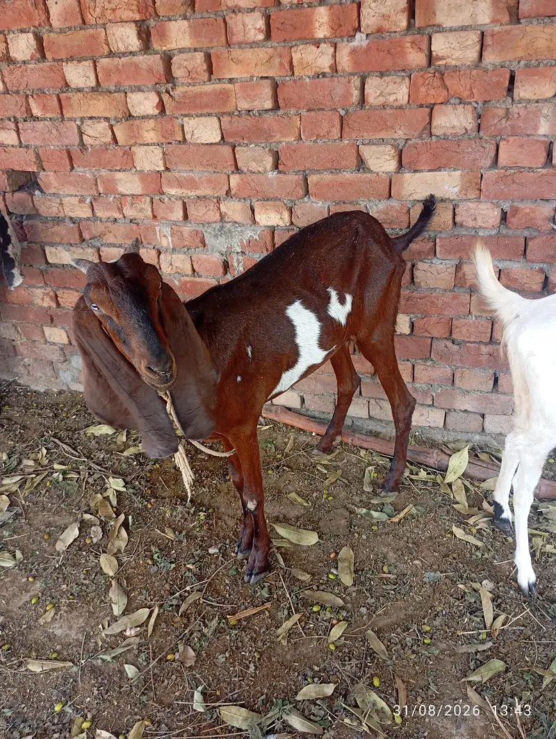 nagra bakri 32.33 hight — photo 5