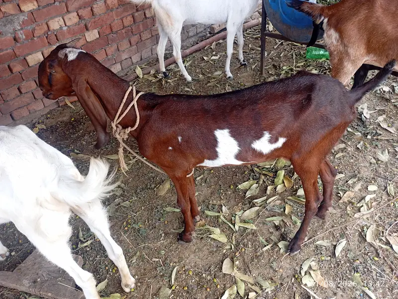nagra bakri 32.33 hight — photo 6