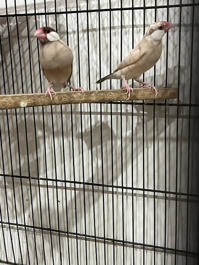 Fawn Java white opal