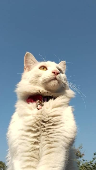 Persian Cat