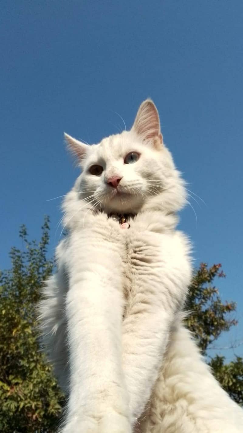 Persian Cat 1