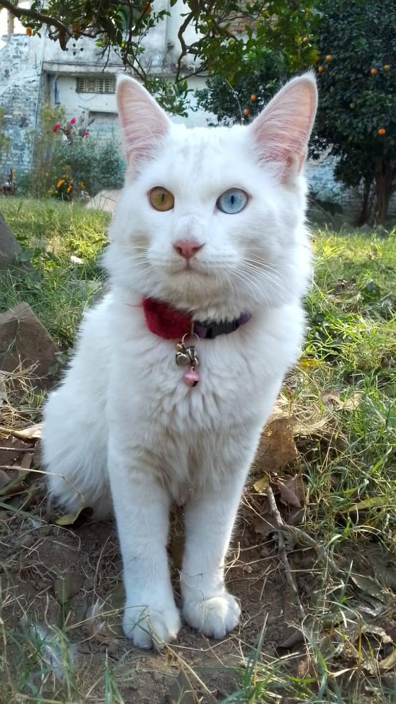 Persian Cat 2