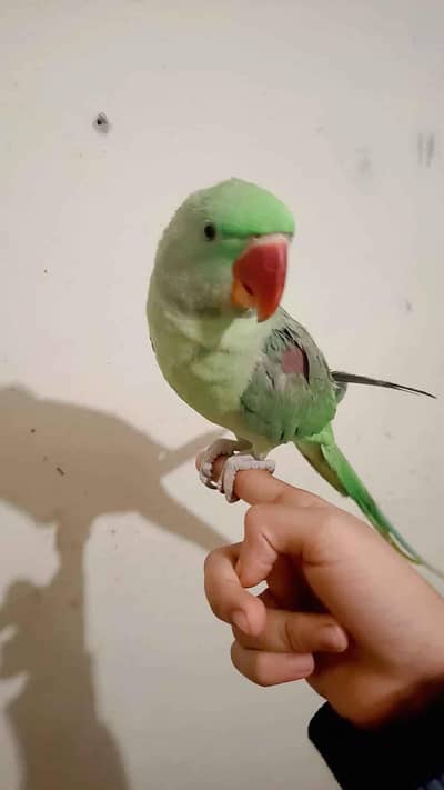 hand tame parrot for sale