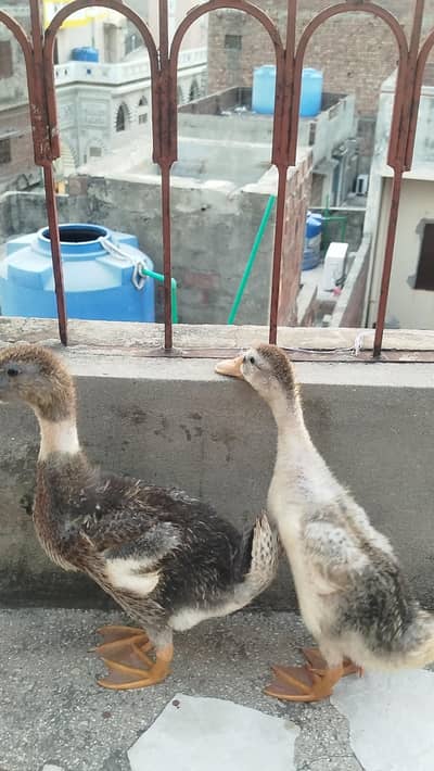 Ducks For Sale