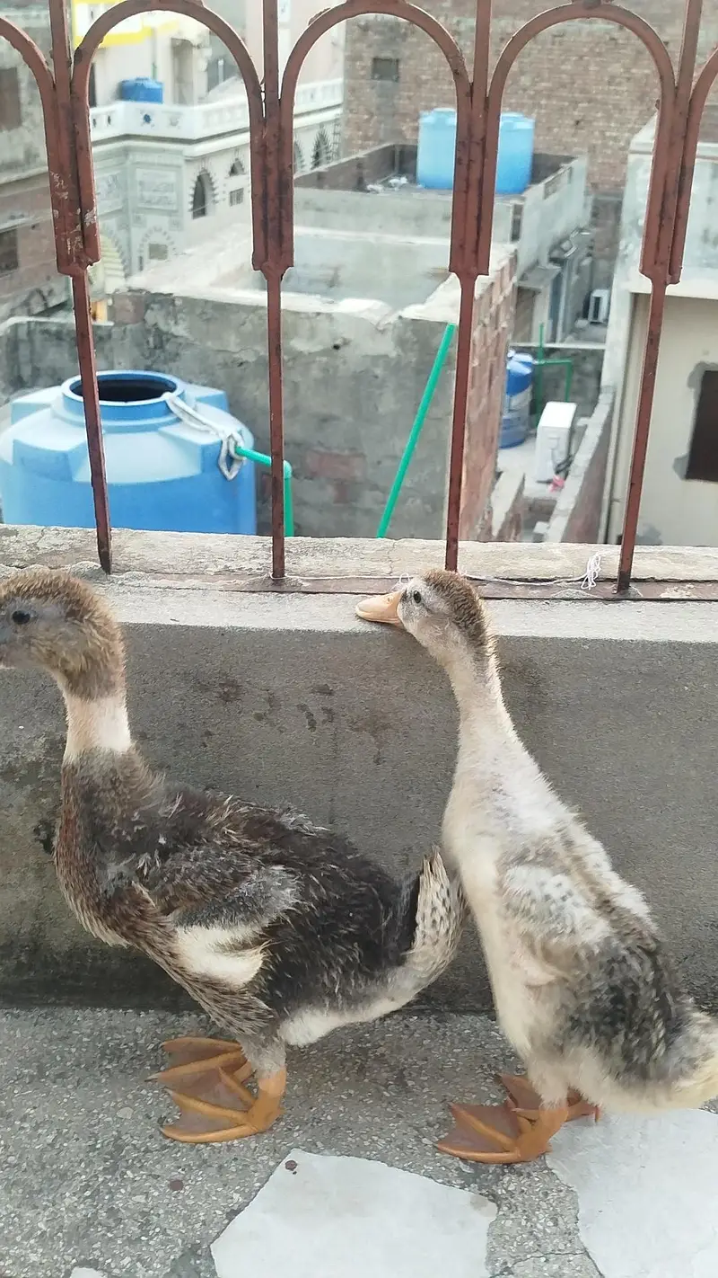 Ducks For Sale