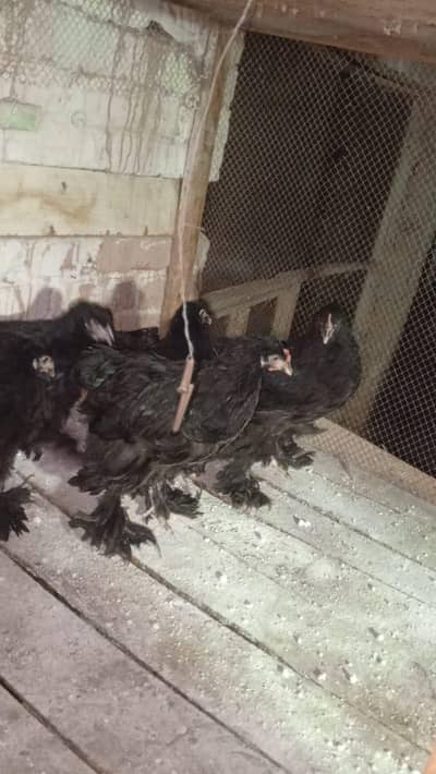 Black Heavy Coutchin Chicks 03075140091