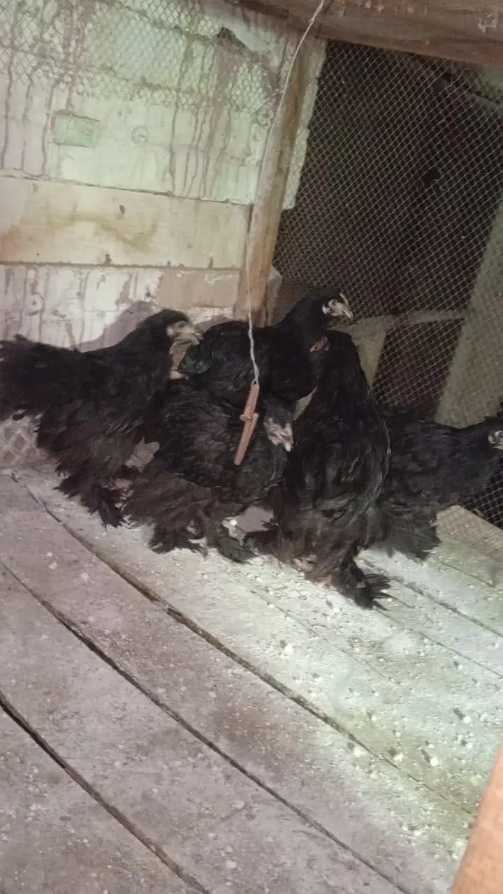 Black Heavy Coutchin Chicks 03075140091 — photo 2