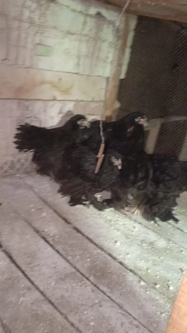 Black Heavy Coutchin Chicks 03075140091 — photo 3