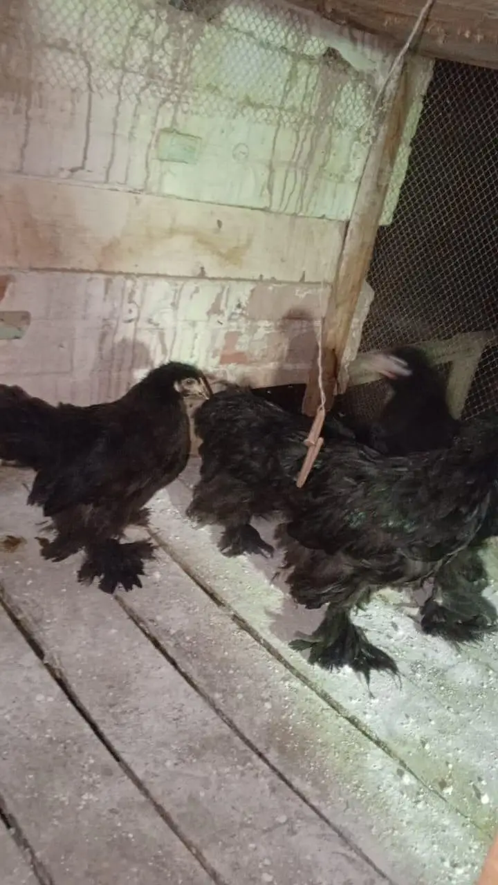 Black Heavy Coutchin Chicks 03075140091 — photo 4