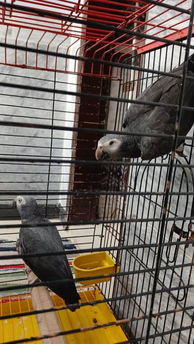 grey parrot
