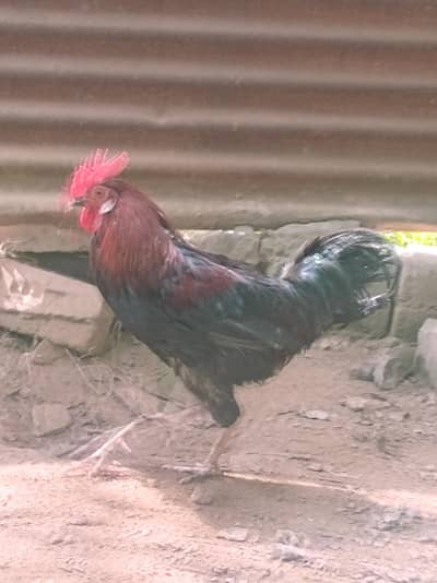 Urgent for sale Beautiful Desi breedar pair for sell only 3500