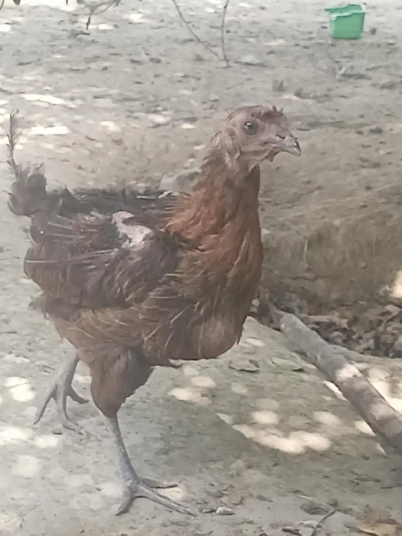 Urgent for sale Beautiful Desi breedar pair for sell only 3500 — photo 2