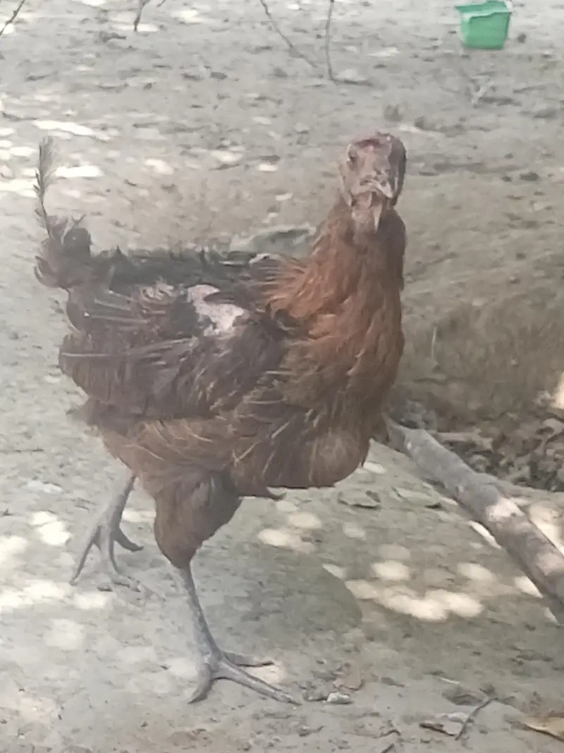 Urgent for sale Beautiful Desi breedar pair for sell only 3500 — photo 3