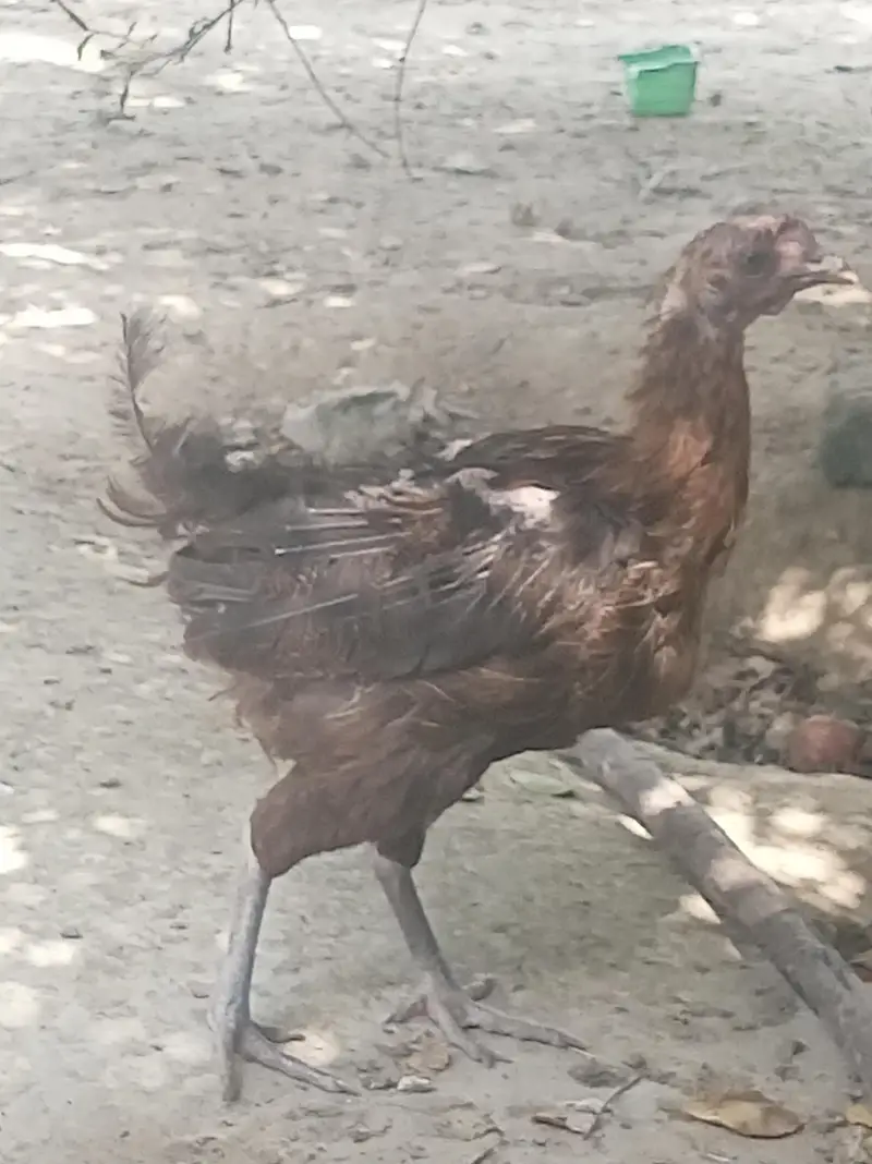 Urgent for sale Beautiful Desi breedar pair for sell only 3500 — photo 4