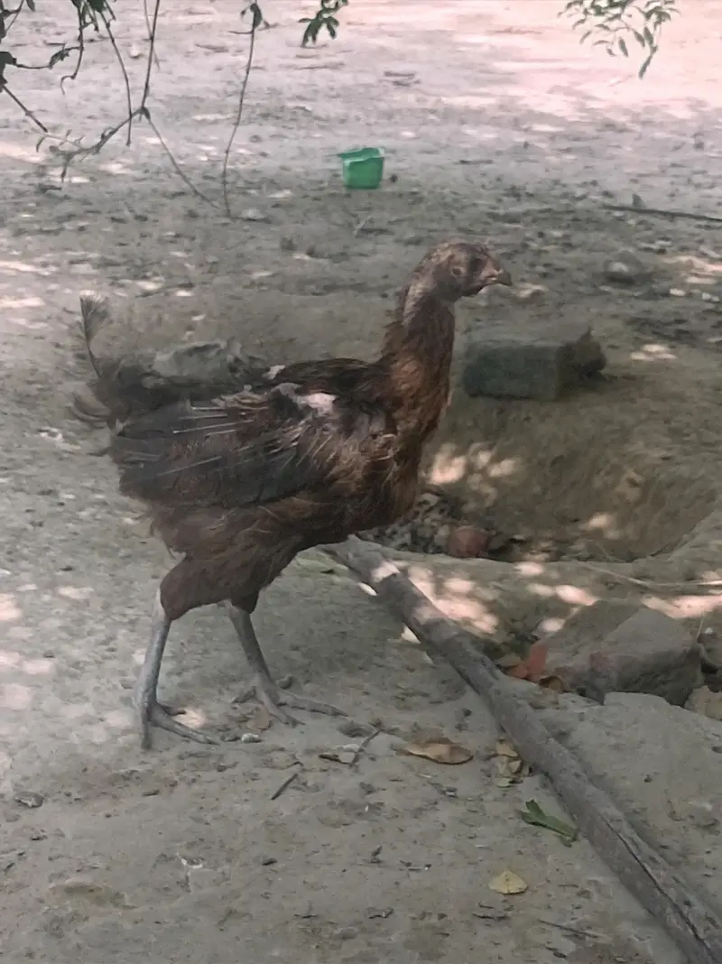 Urgent for sale Beautiful Desi breedar pair for sell only 3500 — photo 5