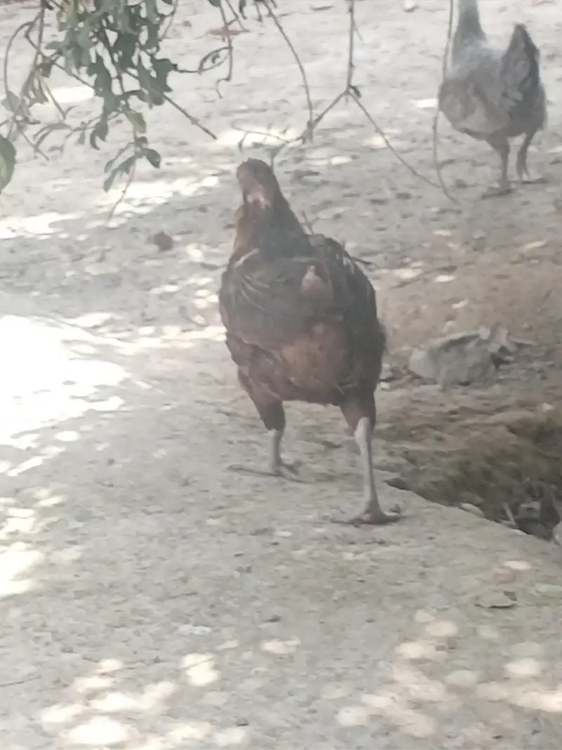Urgent for sale Beautiful Desi breedar pair for sell only 3500 — photo 6
