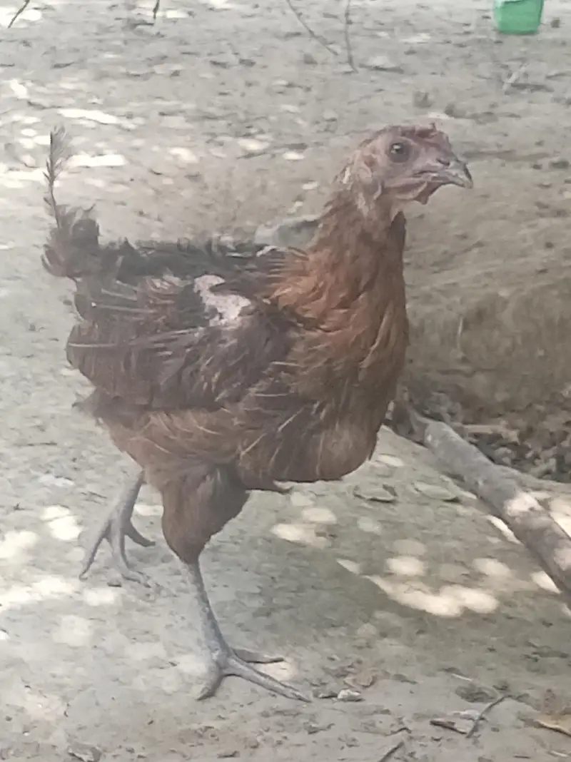 Urgent for sale Beautiful Desi breedar pair for sell only 3500 — photo 7
