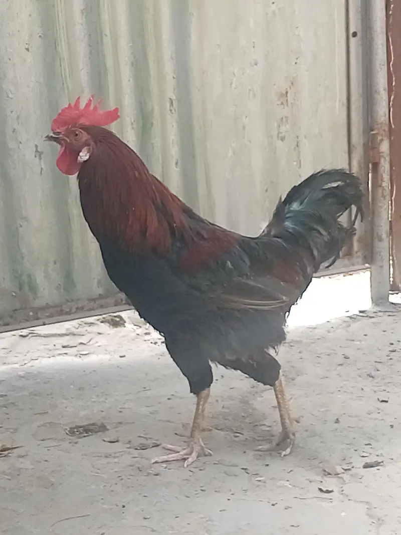 Urgent for sale Beautiful Desi breedar pair for sell only 3500 — photo 10