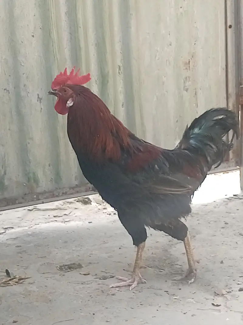 Urgent for sale Beautiful Desi breedar pair for sell only 3500 — photo 11