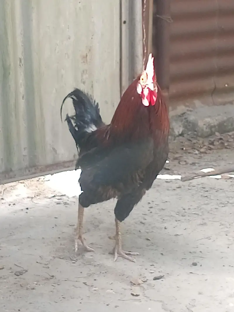 Urgent for sale Beautiful Desi breedar pair for sell only 3500 — photo 12
